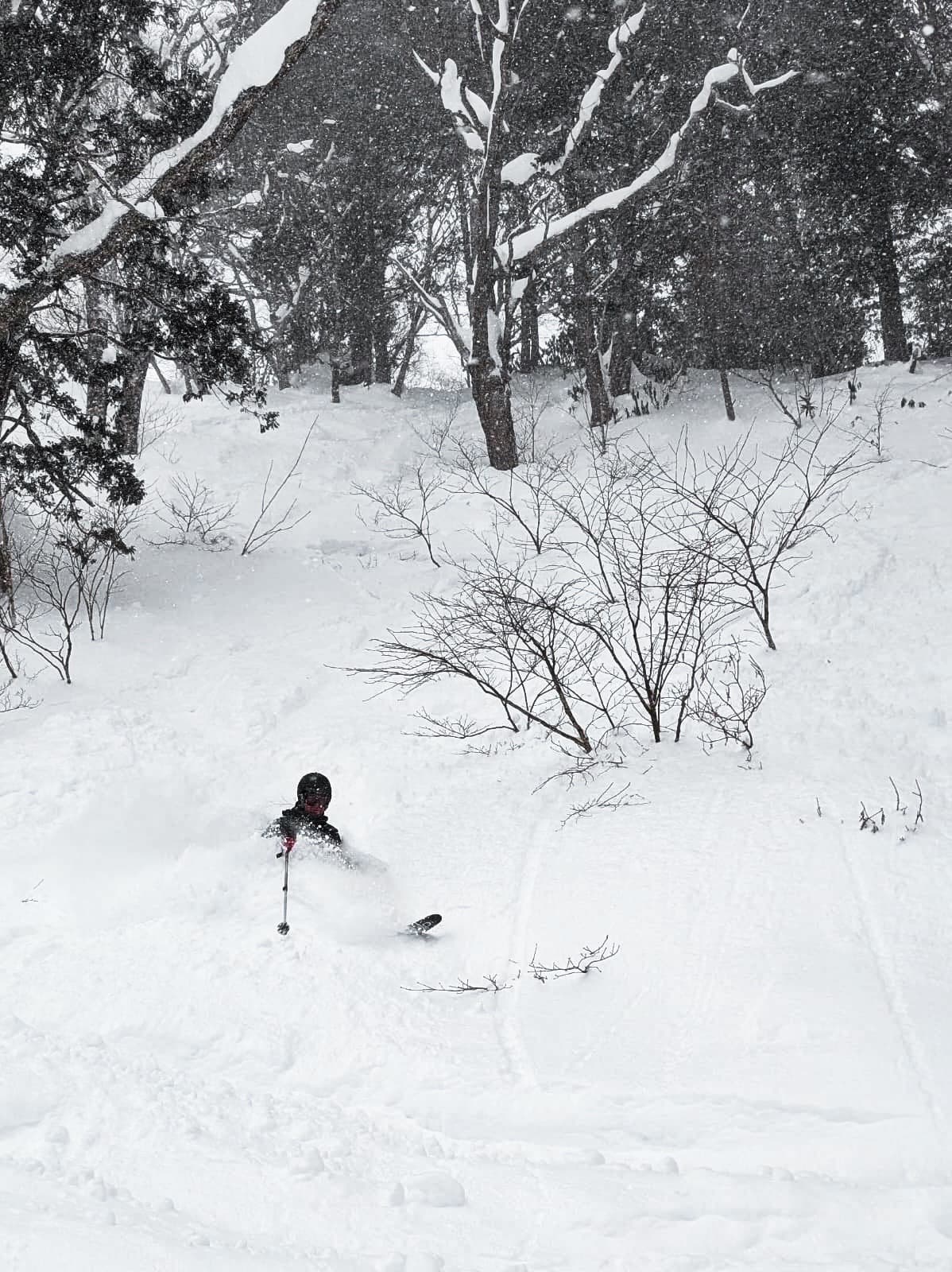 Powder turns through Japanese cedar forest