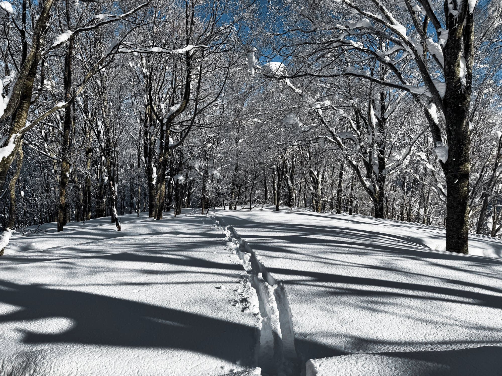 Skin track through snow-covered forest