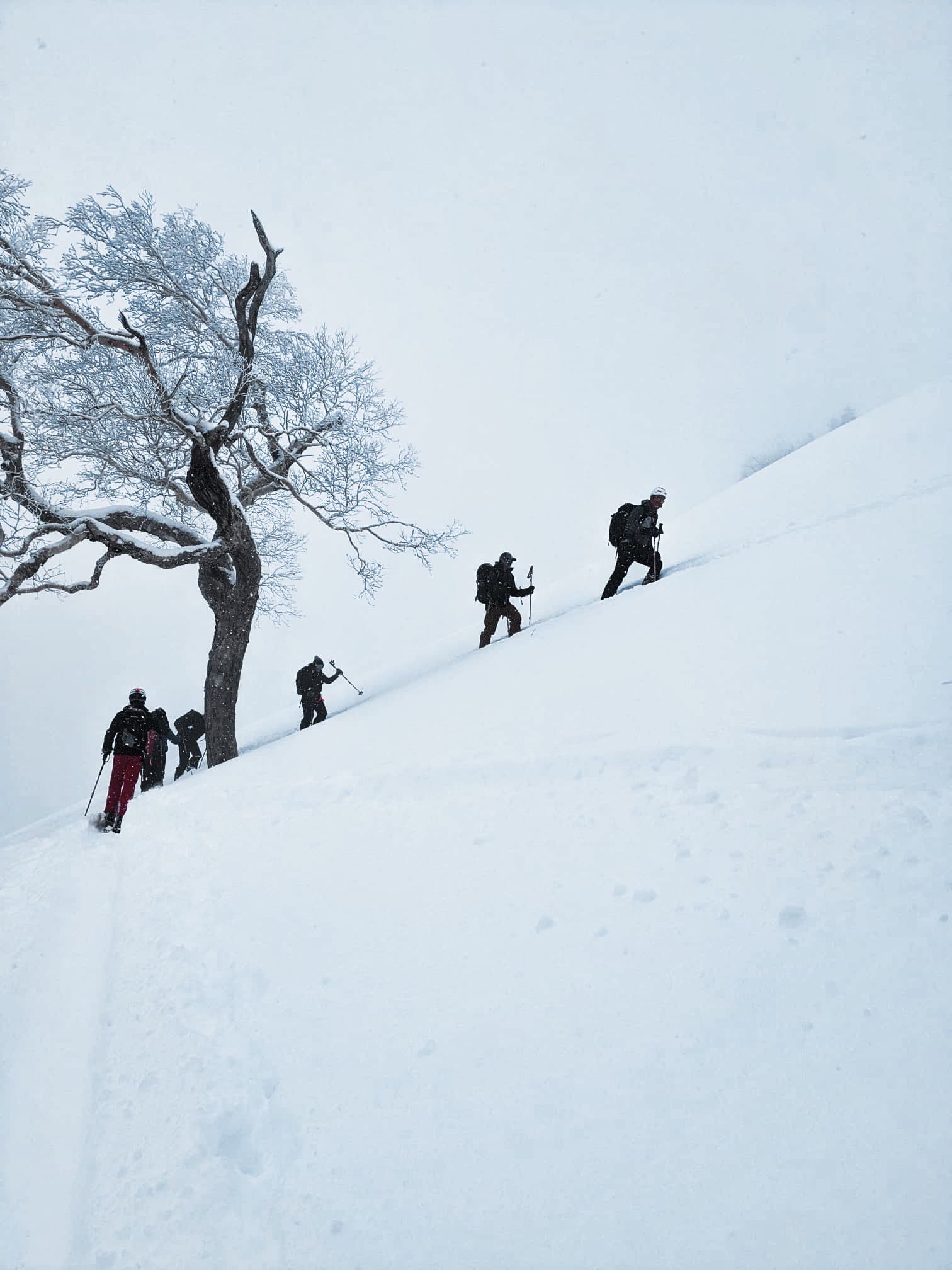 Four skiers skinning up through a storm in Japan, a lone twisted tree beside them